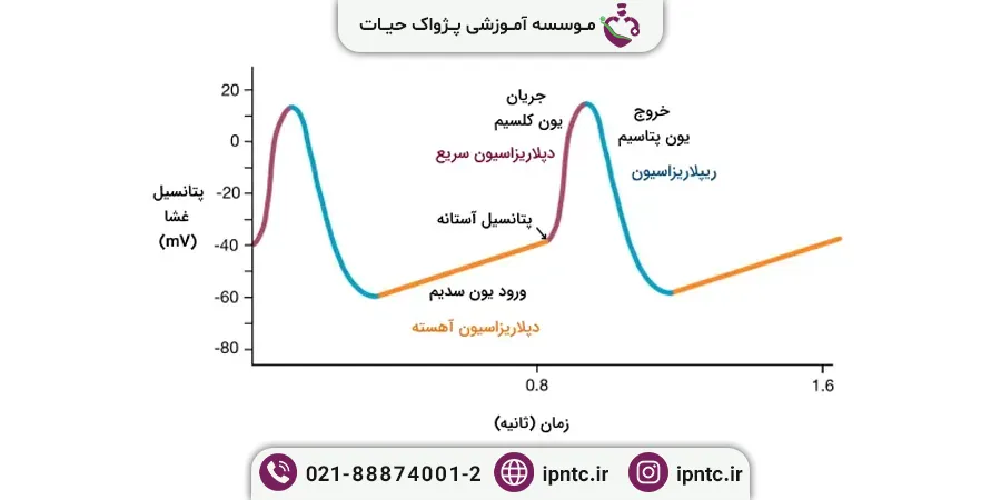 پتانسیل عمل گره سینوسی دهلیزی