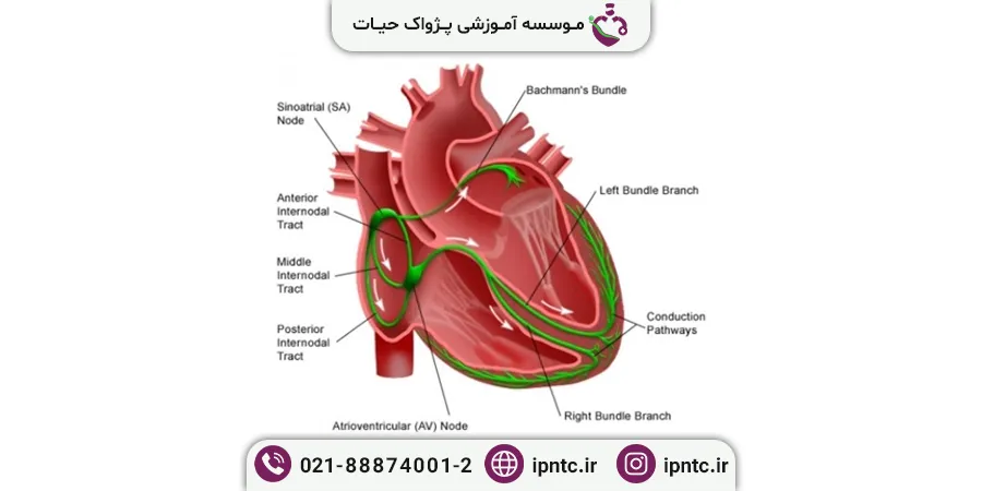 گره سینوسی دهلیزی کجاست؟